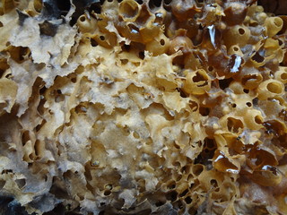 Favo de mel natural © gerdahentges