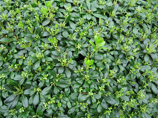 Green leaves and young escapes