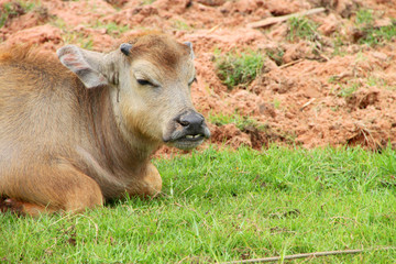 Fototapeta premium Thai water buffalo