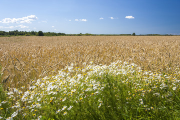 White camomiles growing in front of a large grain field.
