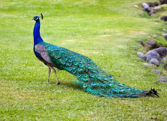  peacock © Konstantin Kulikov