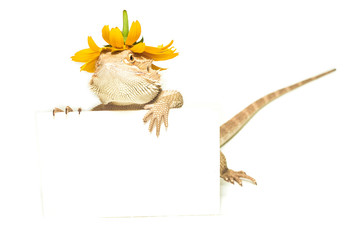 Fototapeta premium lizard holding card in hand on white