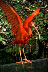 Scarlet ibis with open wings on magnolia leaves background