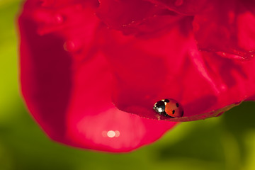 Ladybird sitting on peony flower petal