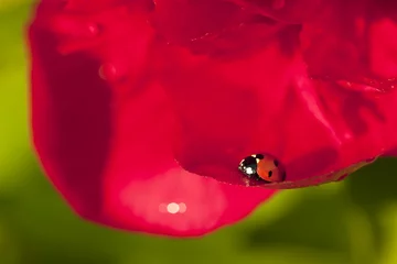 Washable wall murals Ladybugs Ladybird sitting on peony flower petal