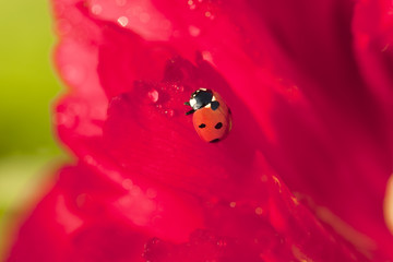 Ladybird sitting on peony flower petal