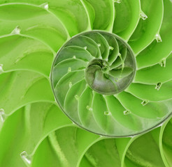 Nautilus shell