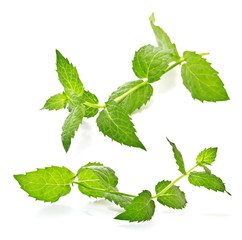 sprig of mint on a white background