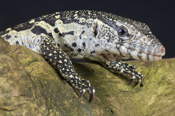 Nile monitor / Varanus niloticus