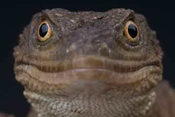 Knob-scaled lizard / Xenosaurus grandis