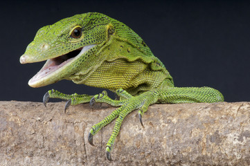 Emerald tree monitor / Varanus prasinus