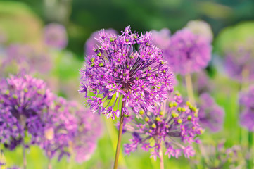 Purple flowers