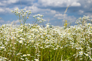 Camomile meadow