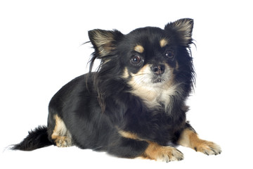 black chihuahua