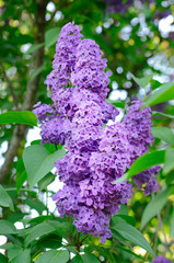 Branch of lilac flowers