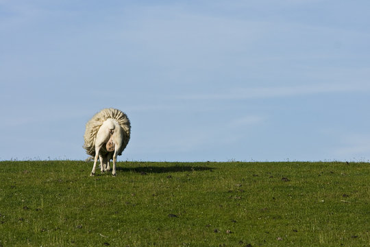 einsames Schaf