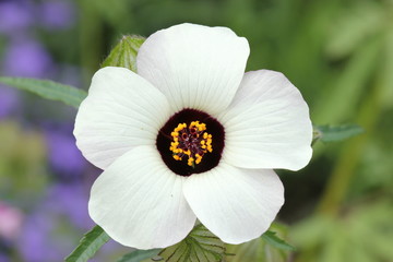 Stundenblume (Hibiscus trionum) © Schmutzler-Schaub