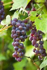 grapes