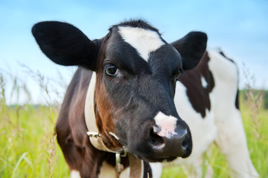 Portrait of young cow in the field