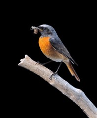 Redstart.