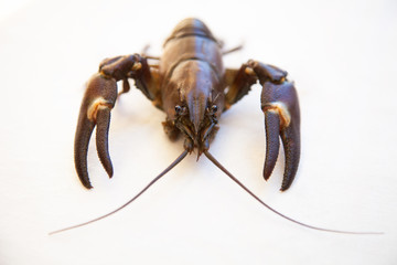 Crayfish fresh