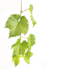 green grapevine leaves