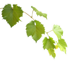 Fototapeta premium green grapevine leaves