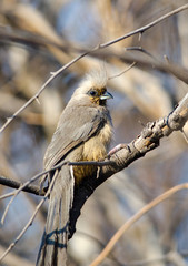 Speckled mouse bird in bush