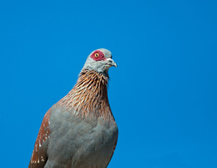 Portrait of a rock pigeon