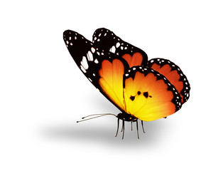 Fototapeta na wymiar Orange butterfly on white background