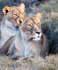 Lionesses early sun