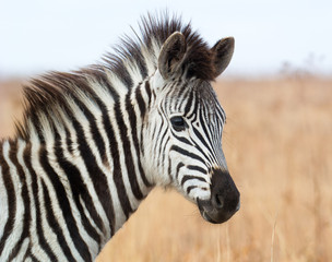 Portrait of Zebra foal