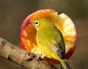White-eye by an apple