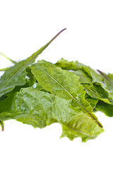 dandelion's green leaves for salad