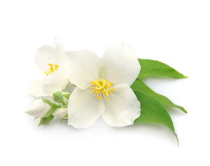 Obraz na płótnie Canvas Białe kwiaty jaśminu