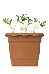 Fototapeta premium Pot with green seedlings on white