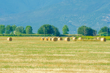 Field with rolls of hay on summer day