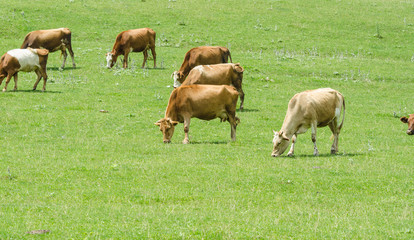 Naklejka na ściany i meble Cows grazing on the green field