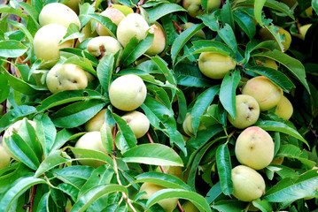 Peaches on a branch