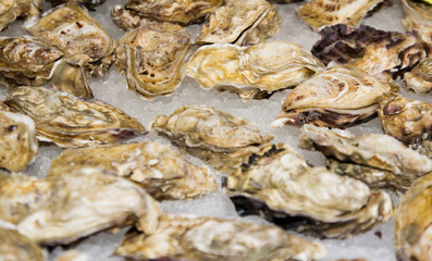 oysters
