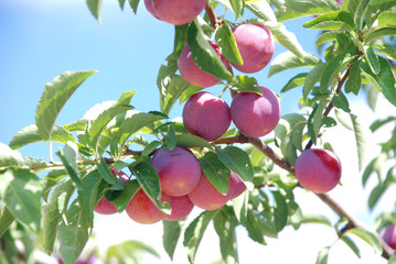 Fruits of plum tree
