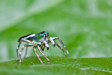Close up of jumper spider on green leaf