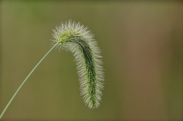 Obraz premium ネコジャラシ