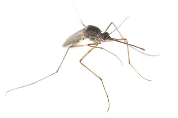 Mosquito isolated on white background, extreme close-up