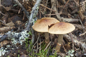 Red-banded Cortinarius, Cortinarius armillatus