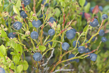 Blueberries