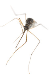 Mosquito isolated on white background, extreme close-up