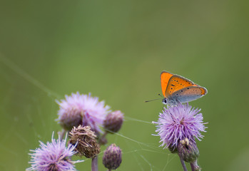 Lycaena virgaureae