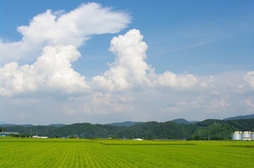 夏の空と稲田