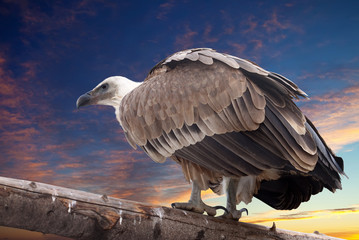 Fototapeta premium Griffon vulture against sunset sky